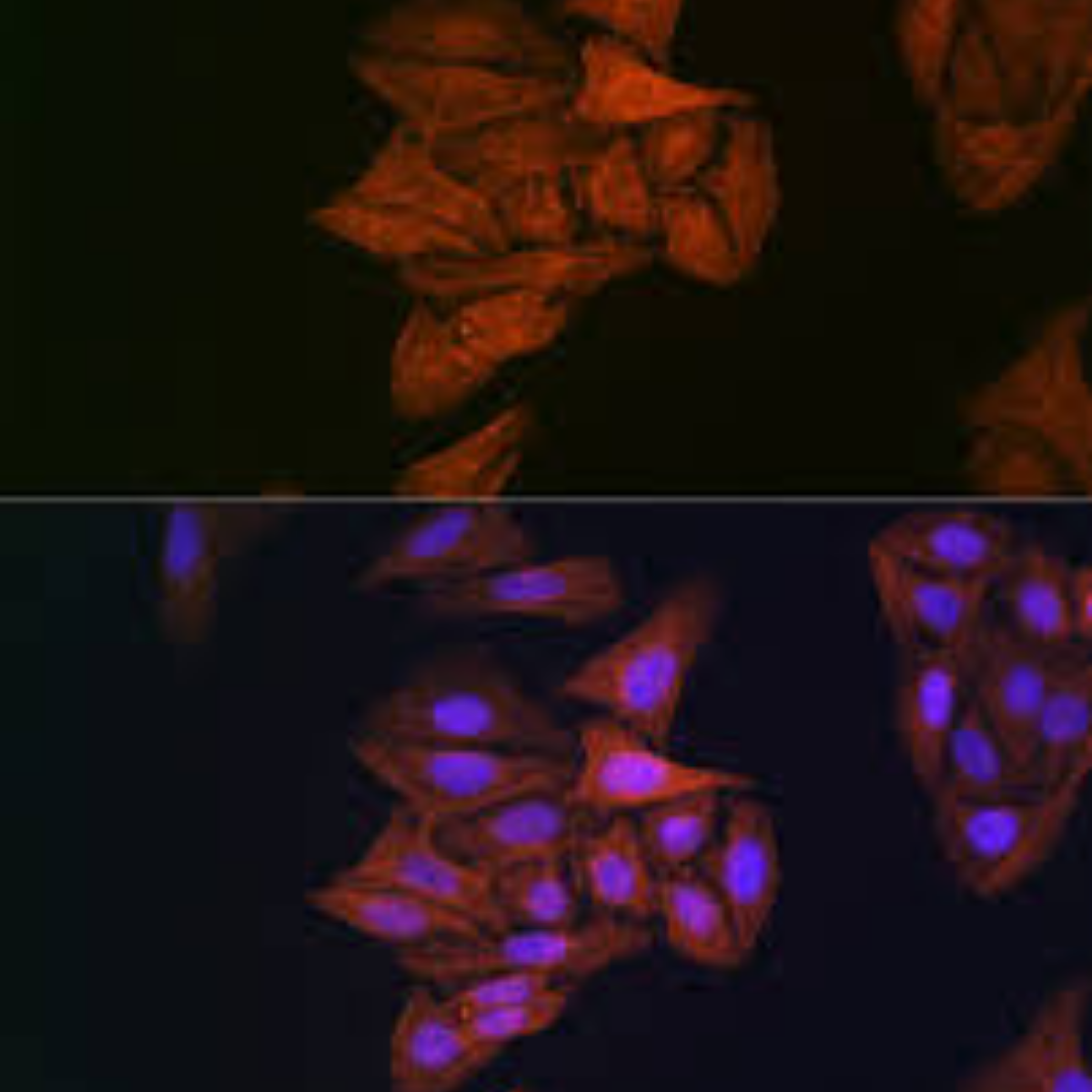 ABclonal - Antibodies - Image 2
