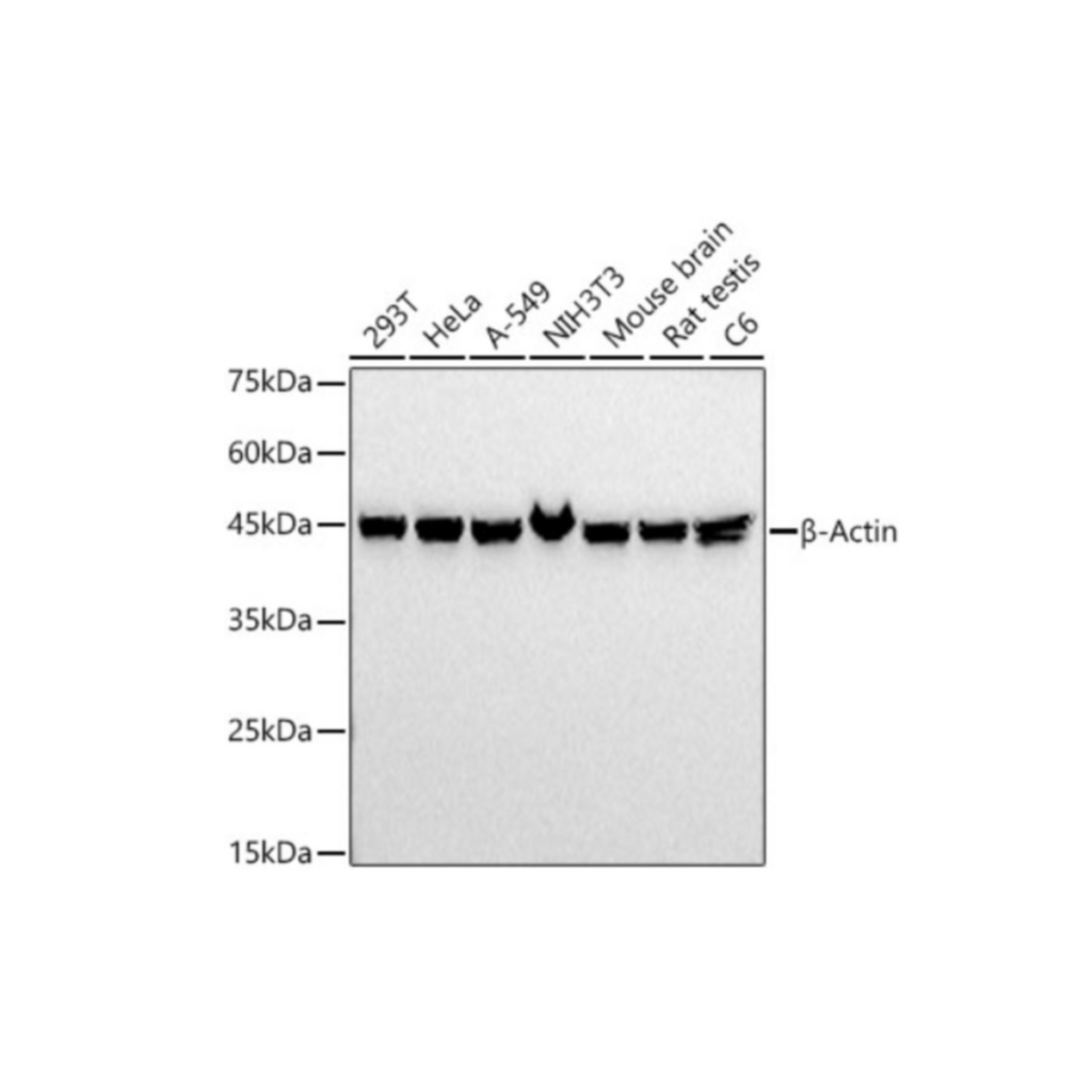ABclonal - Antibodies - Image 3